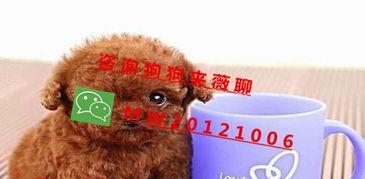 天门泰迪爆料视频,真实事件背后的惊人内幕