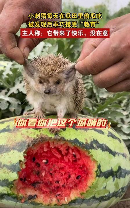 吃瓜的小动物,跟随小动物一起品尝夏日瓜果盛宴