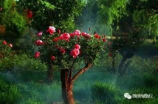 今日头条南阳月季展,花海盛宴，绽放南疆春色”