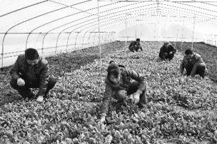 陇南礼县吃瓜新闻报道,一场别开生面的夏日盛宴