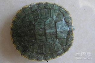 小乌龟吃瓜吗,小乌龟的夏日瓜果盛宴