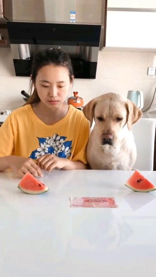 吃瓜大赛最新免费视频大全,海量精彩瞬间，一网打尽！