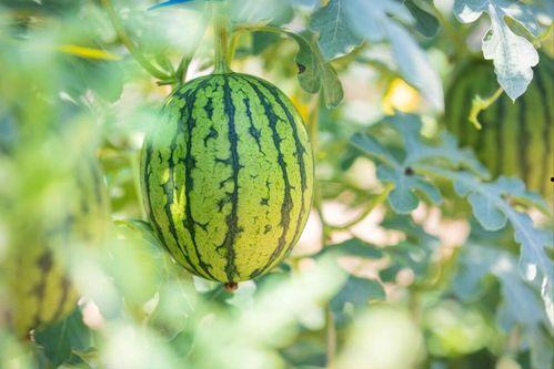 湖北最强吃瓜视频,最强视频一网打尽！