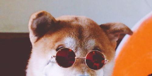 狗哥吃瓜树叶,揭秘吃瓜树叶的神秘之旅