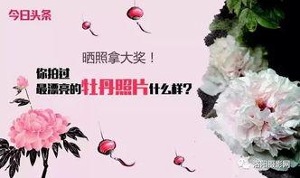 今日头条视频牡丹花