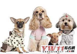 网红宠物名字大全,萌宠界潮流风向标