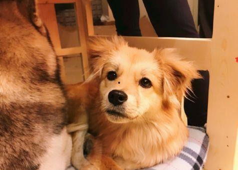 网红叫狗,揭秘网络红人的崛起之路