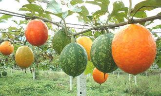 绿皮吊瓜怎么吃