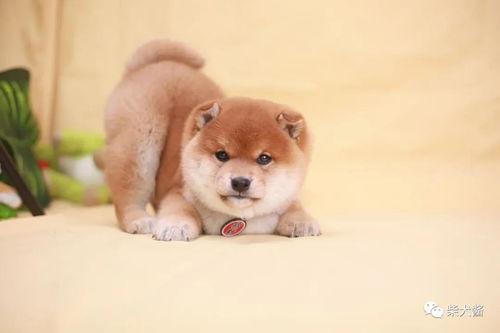 网红柴犬陈比方,萌宠界的明星之路