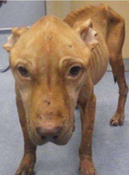 现金牛明星瘦狗,企业战略的三角平衡