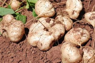 土瓜不能跟什么吃,揭秘哪些食物不宜与土瓜同食