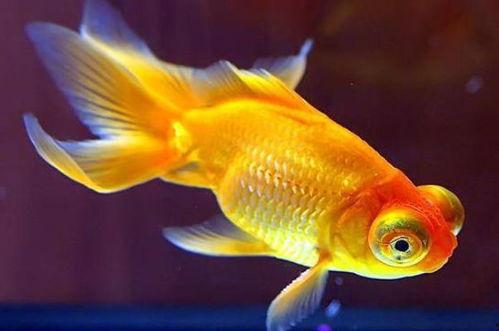 金鱼爆料视频大全下载最新,揭秘幕后精彩瞬间