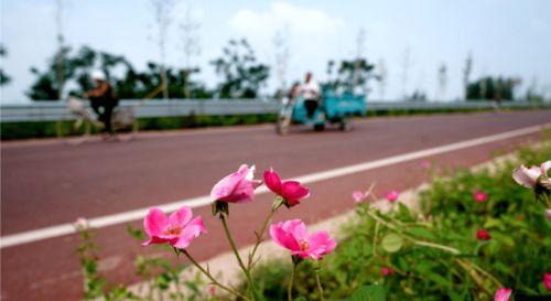 邢台今日头条拍摄花草,捕捉花草之美，感受自然魅力